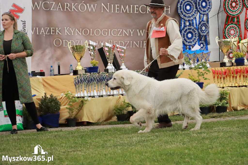 Fotorelacja - Wystawa Psów Rasowych GNIAZDÓW 2024r. SOBOTA I