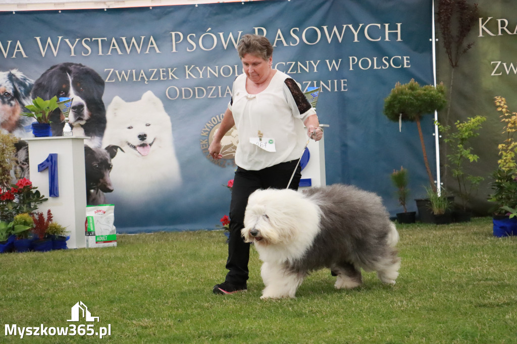 Fotorelacja - Wystawa Psów Rasowych GNIAZDÓW 2024r. SOBOTA I