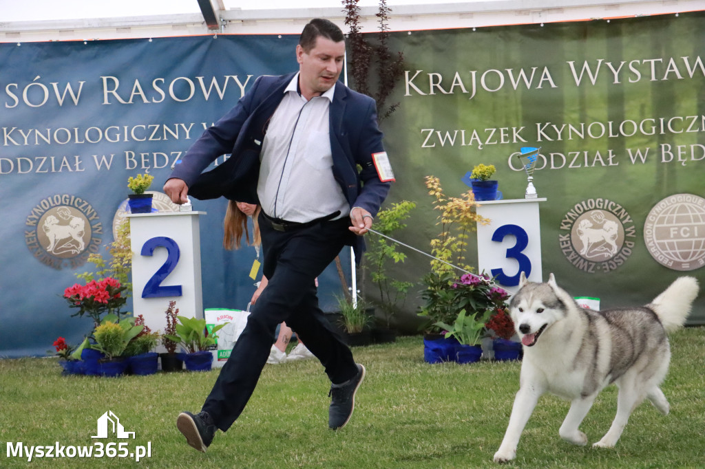 Fotorelacja - Wystawa Psów Rasowych GNIAZDÓW 2024r. SOBOTA II