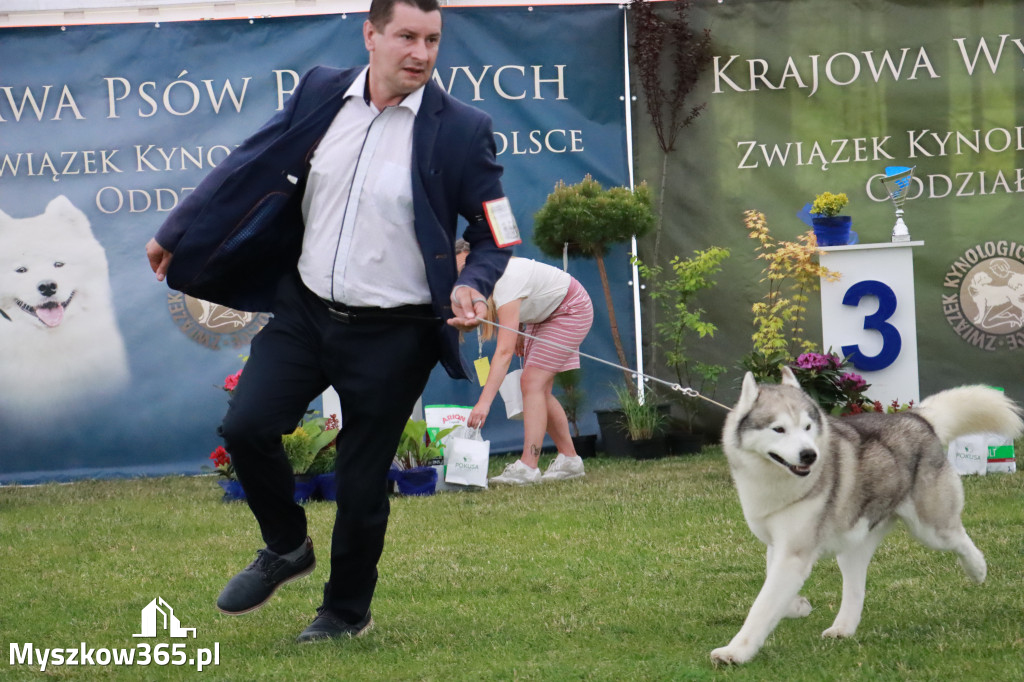 Fotorelacja - Wystawa Psów Rasowych GNIAZDÓW 2024r. SOBOTA II