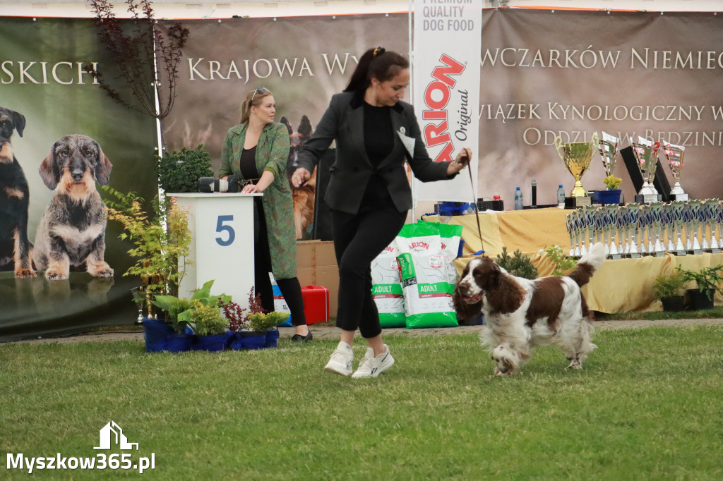 Fotorelacja - Wystawa Psów Rasowych GNIAZDÓW 2024r. SOBOTA II