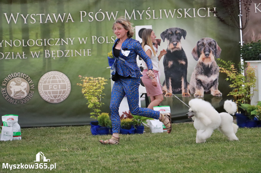 Fotorelacja - Wystawa Psów Rasowych GNIAZDÓW 2024r. SOBOTA II