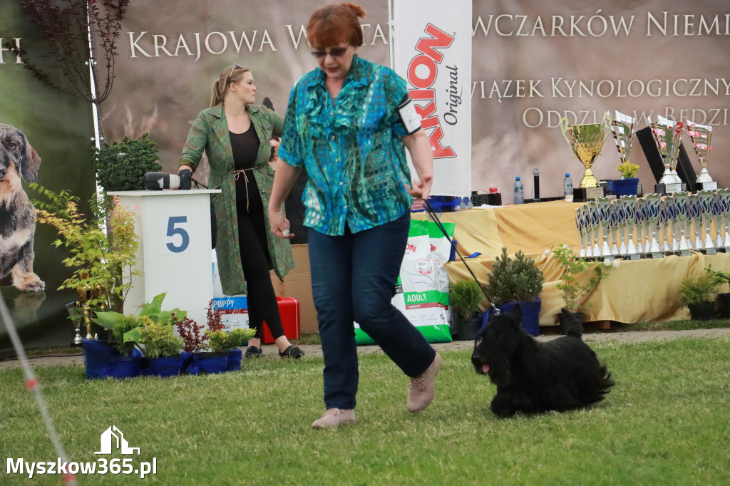 Fotorelacja - Wystawa Psów Rasowych GNIAZDÓW 2024r. SOBOTA II