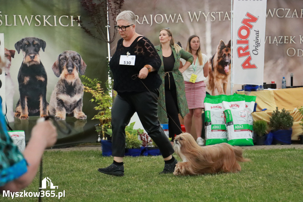 Fotorelacja - Wystawa Psów Rasowych GNIAZDÓW 2024r. SOBOTA II