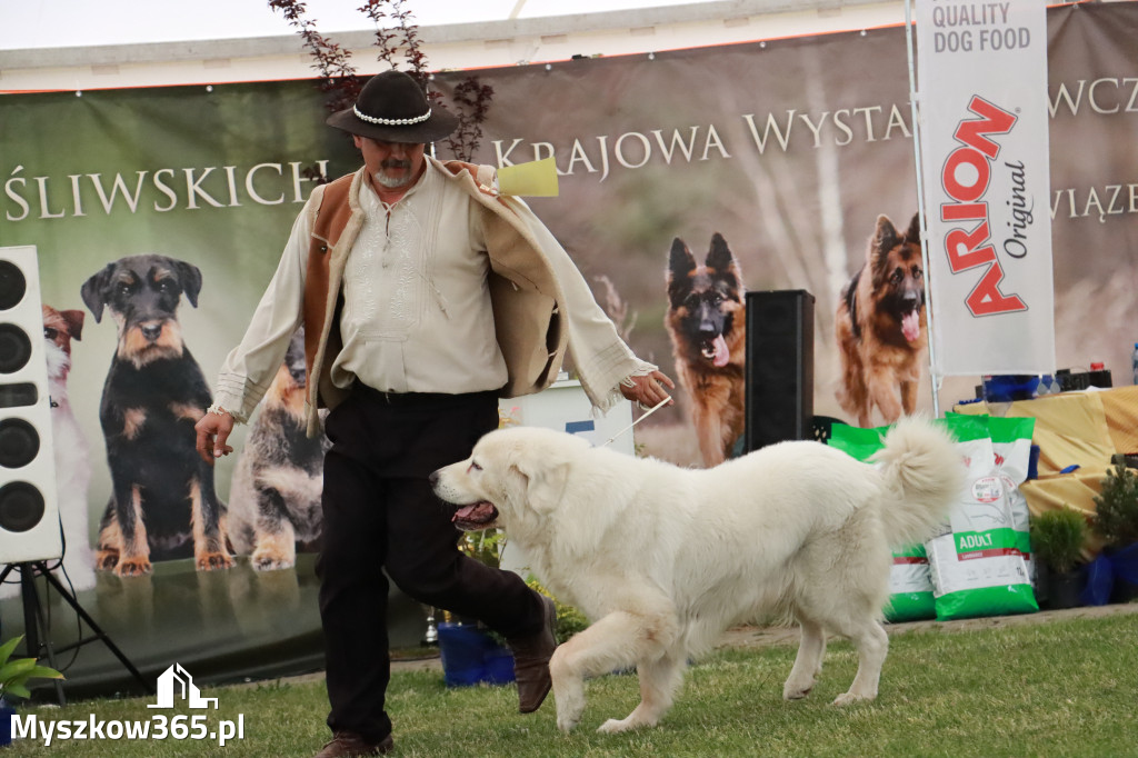 Fotorelacja - Wystawa Psów Rasowych GNIAZDÓW 2024r. SOBOTA II