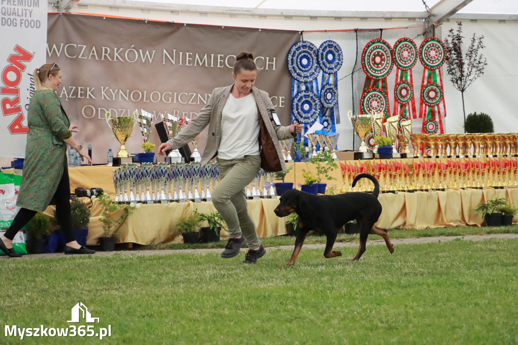 Fotorelacja - Wystawa Psów Rasowych GNIAZDÓW 2024r. SOBOTA II