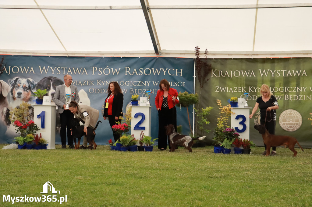 Fotorelacja - Wystawa Psów Rasowych GNIAZDÓW 2024r. SOBOTA II