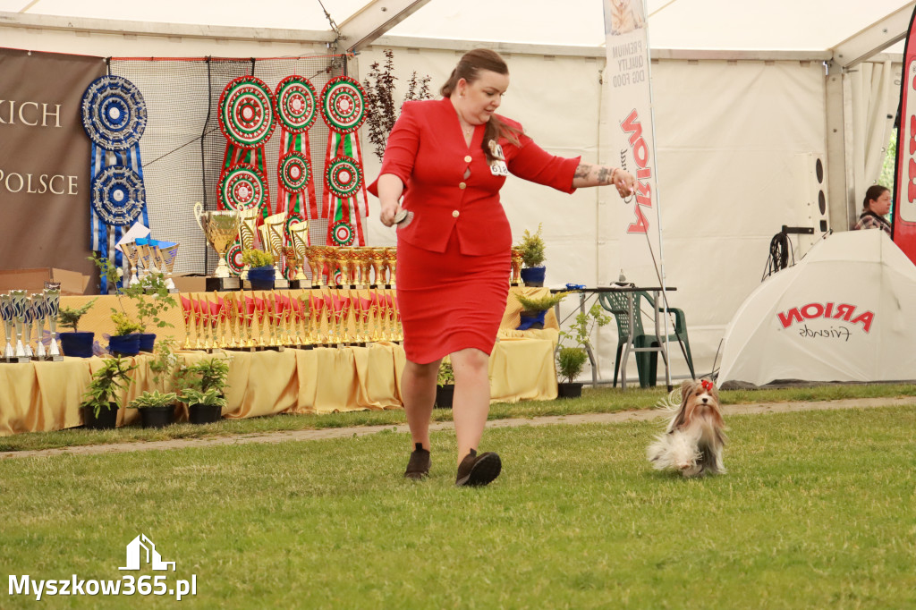 Fotorelacja - Wystawa Psów Rasowych GNIAZDÓW 2024r. SOBOTA II