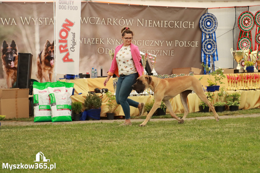 Fotorelacja - Wystawa Psów Rasowych GNIAZDÓW 2024r. SOBOTA II