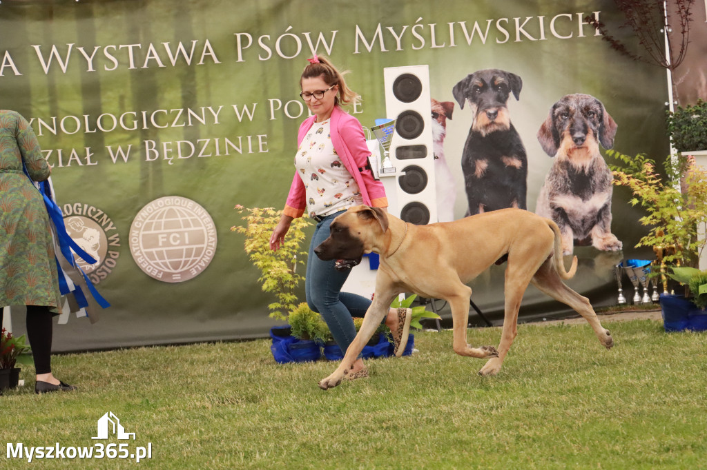 Fotorelacja - Wystawa Psów Rasowych GNIAZDÓW 2024r. SOBOTA II