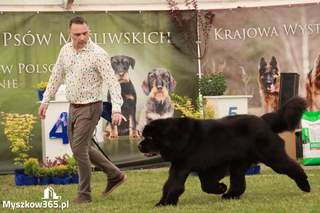 Fotorelacja - Wystawa Psów Rasowych GNIAZDÓW 2024r. SOBOTA II