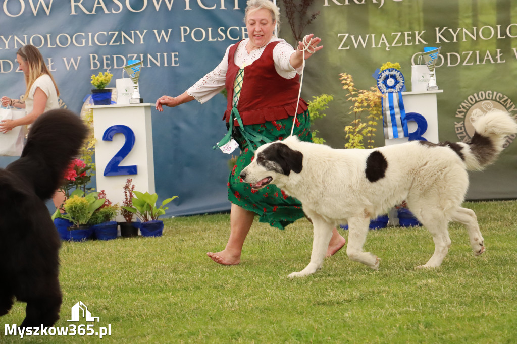 Fotorelacja - Wystawa Psów Rasowych GNIAZDÓW 2024r. SOBOTA II