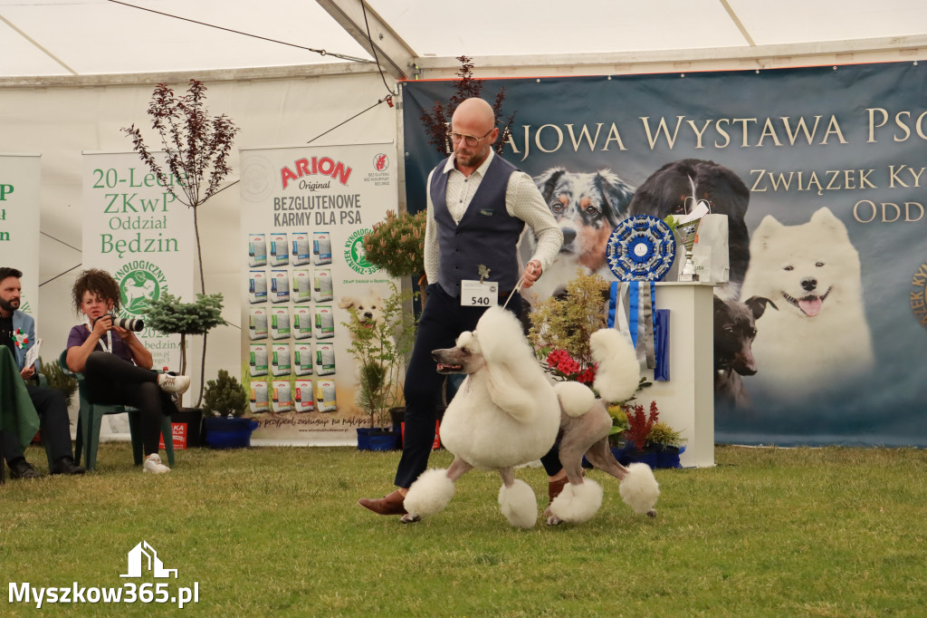 Fotorelacja - Wystawa Psów Rasowych GNIAZDÓW 2024r. SOBOTA II