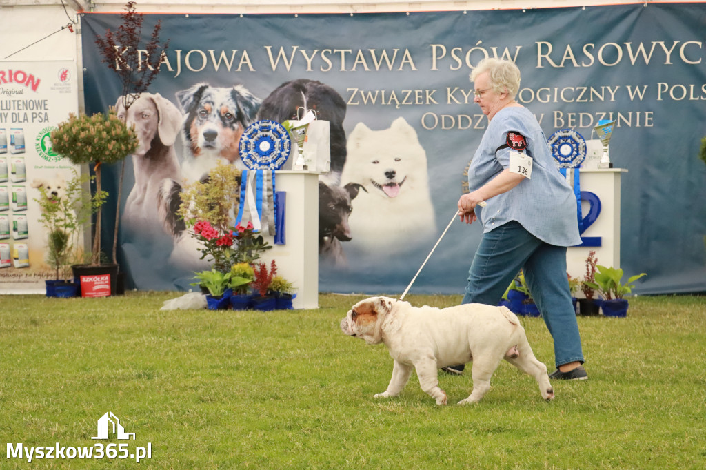 Fotorelacja - Wystawa Psów Rasowych GNIAZDÓW 2024r. SOBOTA II