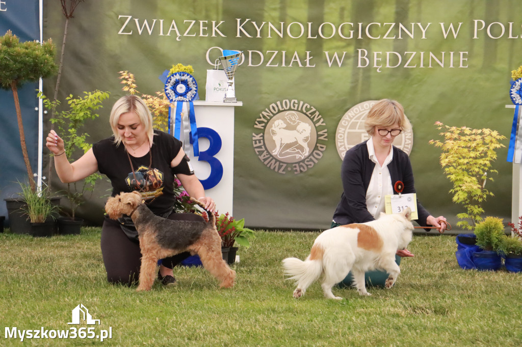 Fotorelacja - Wystawa Psów Rasowych GNIAZDÓW 2024r. SOBOTA II