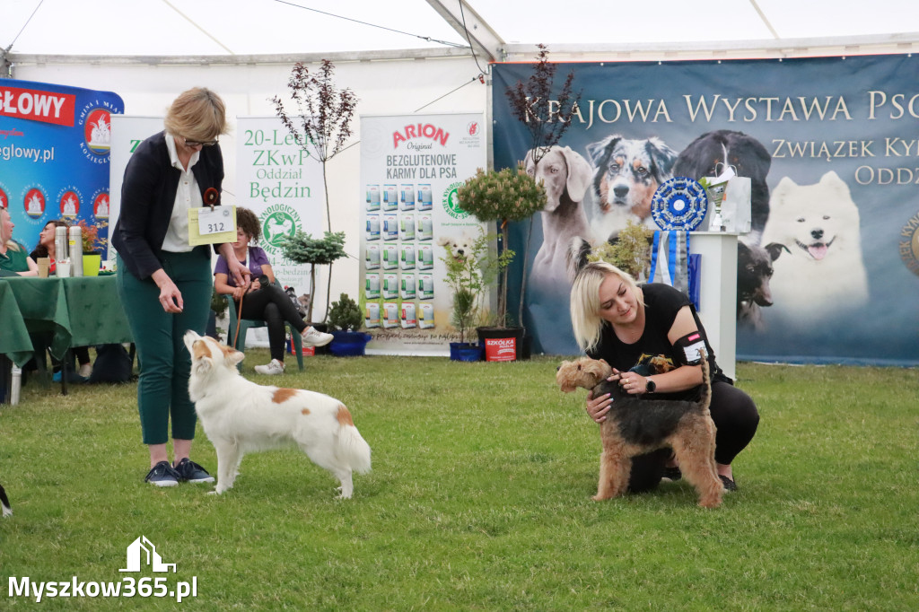 Fotorelacja - Wystawa Psów Rasowych GNIAZDÓW 2024r. SOBOTA II