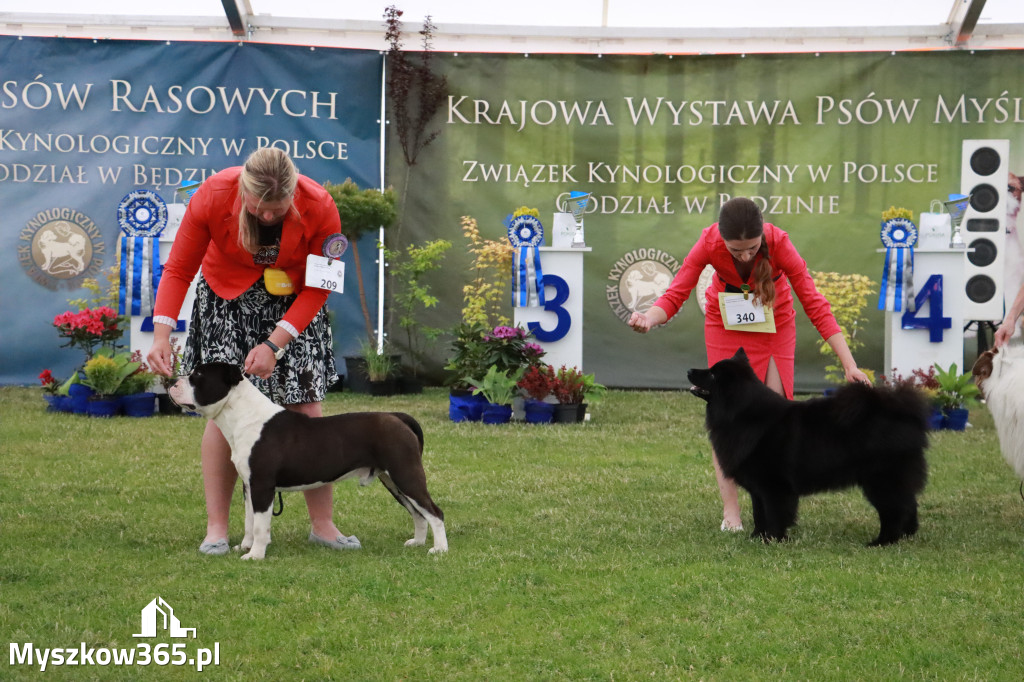 Fotorelacja - Wystawa Psów Rasowych GNIAZDÓW 2024r. SOBOTA II