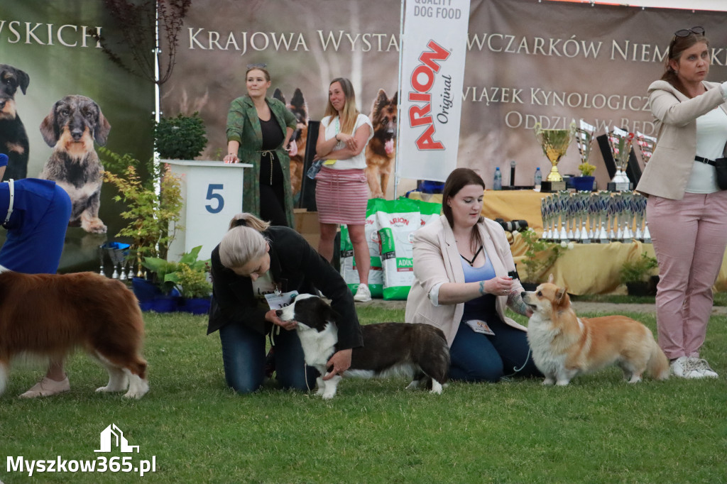 Fotorelacja - Wystawa Psów Rasowych GNIAZDÓW 2024r. SOBOTA II