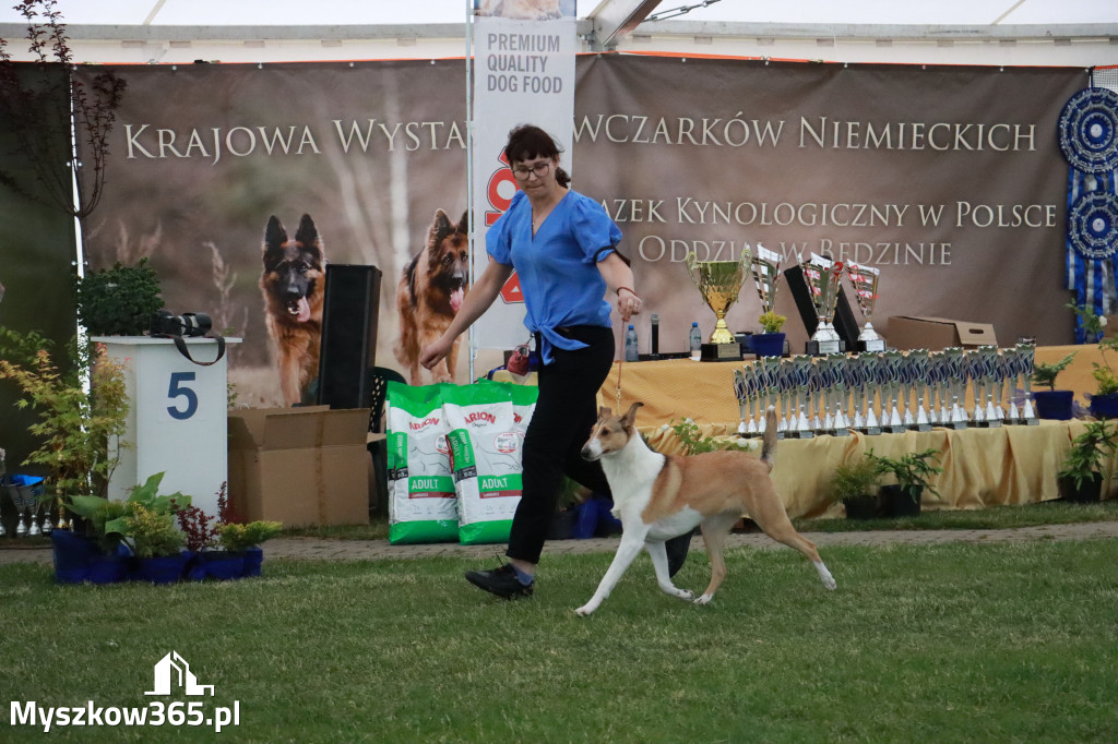 Fotorelacja - Wystawa Psów Rasowych GNIAZDÓW 2024r. SOBOTA II