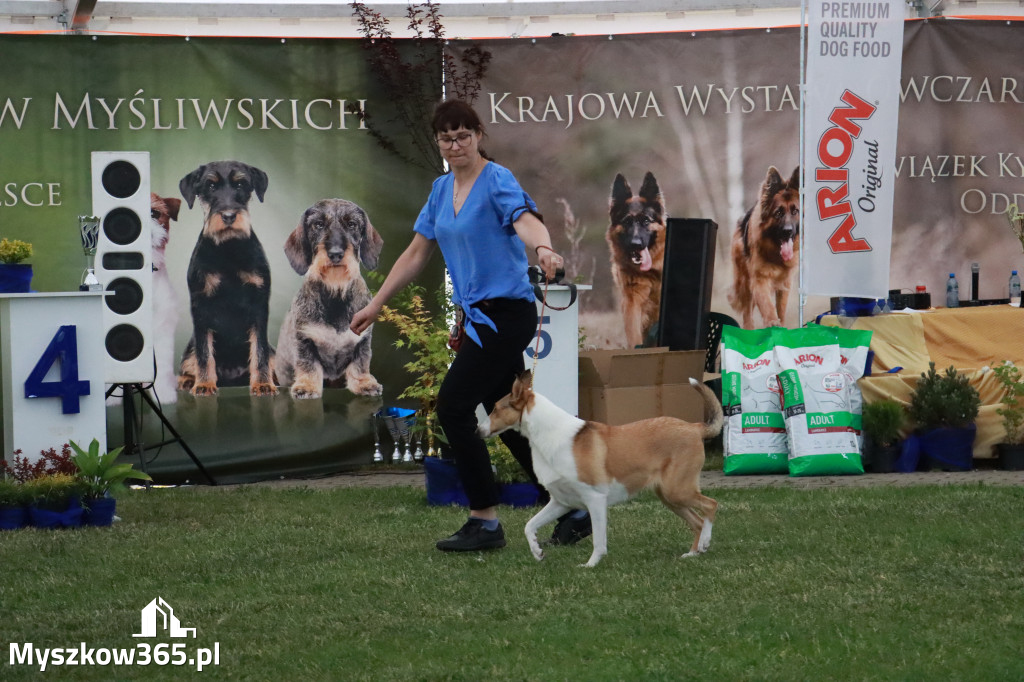 Fotorelacja - Wystawa Psów Rasowych GNIAZDÓW 2024r. SOBOTA II