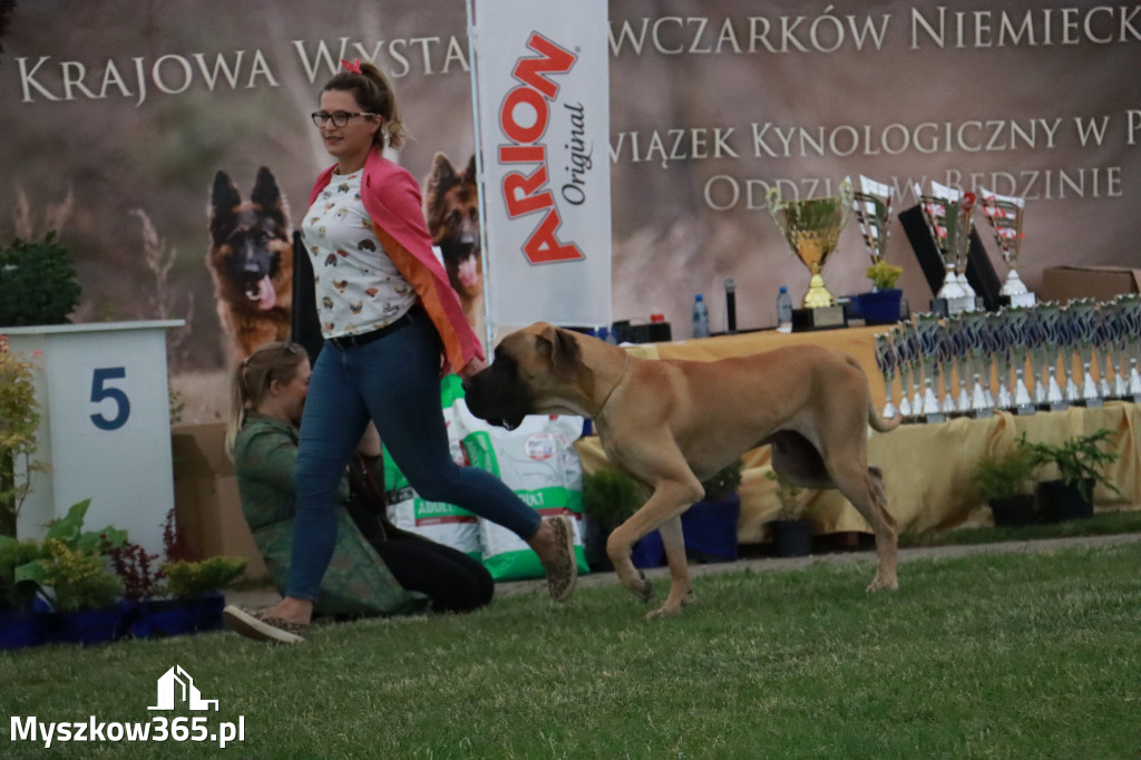 Fotorelacja - Wystawa Psów Rasowych GNIAZDÓW 2024r. SOBOTA II