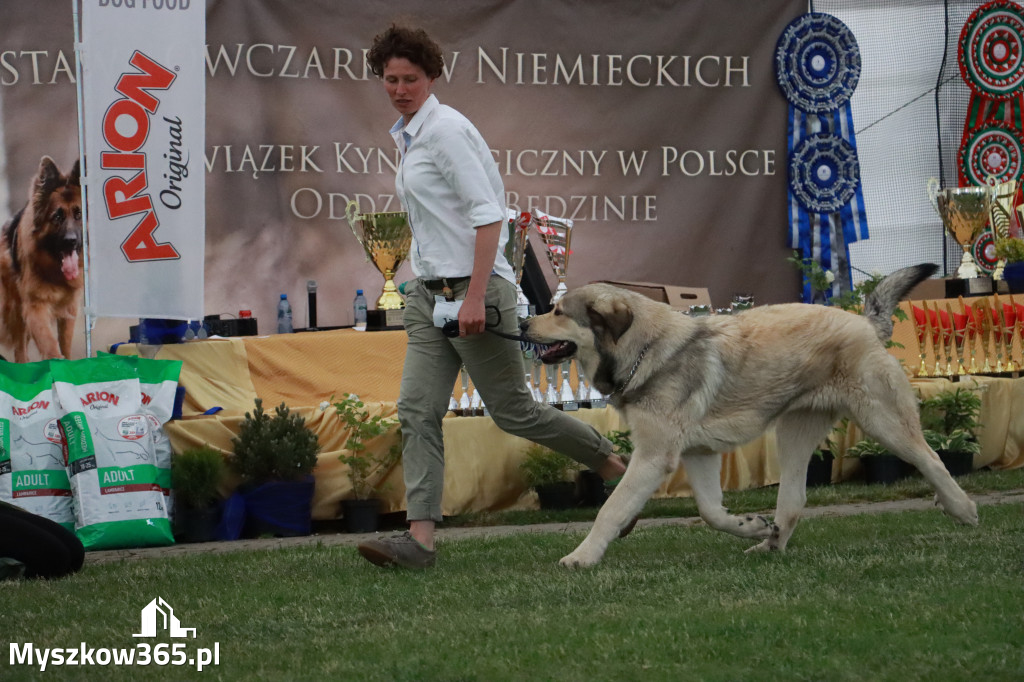 Fotorelacja - Wystawa Psów Rasowych GNIAZDÓW 2024r. SOBOTA II