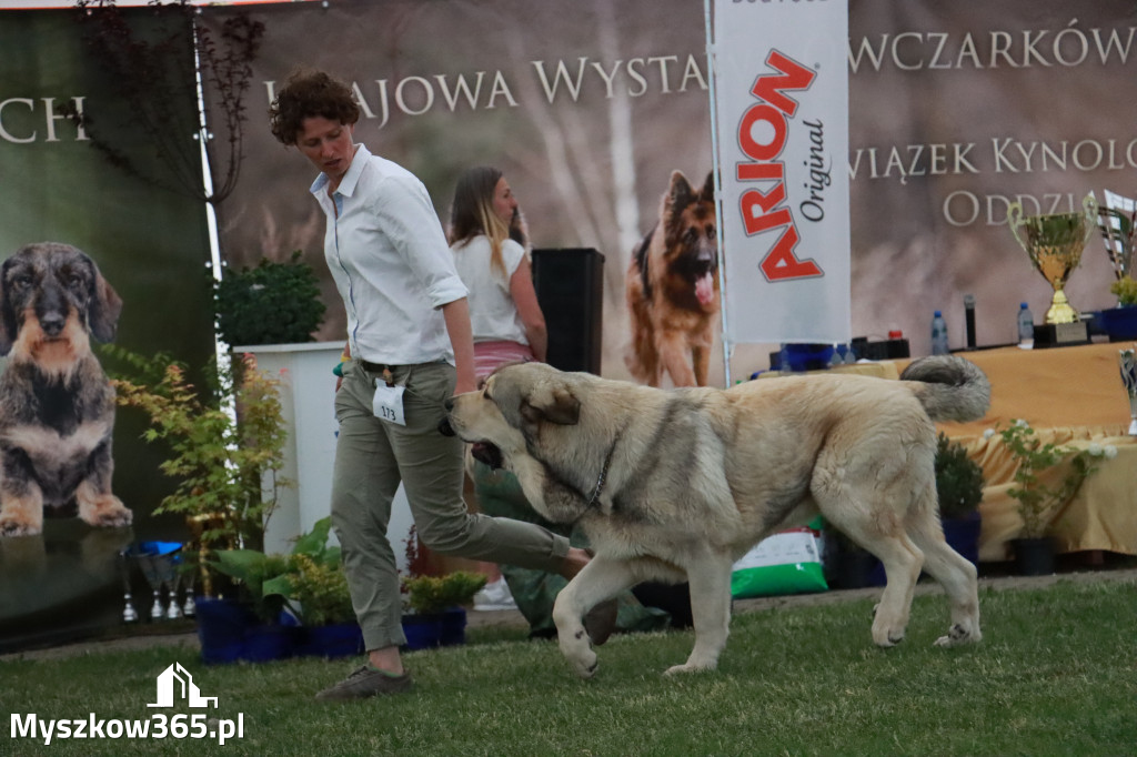 Fotorelacja - Wystawa Psów Rasowych GNIAZDÓW 2024r. SOBOTA II