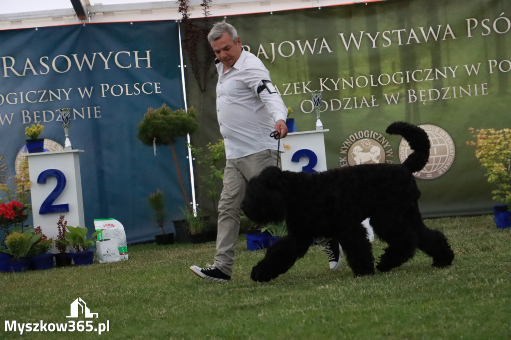 Fotorelacja - Wystawa Psów Rasowych GNIAZDÓW 2024r. SOBOTA II