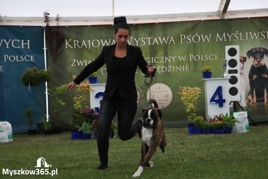 Fotorelacja - Wystawa Psów Rasowych GNIAZDÓW 2024r. SOBOTA II