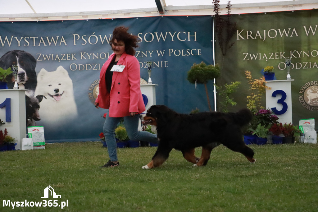 Fotorelacja - Wystawa Psów Rasowych GNIAZDÓW 2024r. SOBOTA II