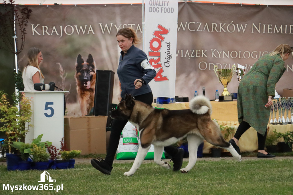 Fotorelacja - Wystawa Psów Rasowych GNIAZDÓW 2024r. SOBOTA II