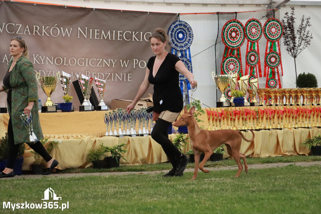 Fotorelacja - Wystawa Psów Rasowych GNIAZDÓW 2024r. SOBOTA II