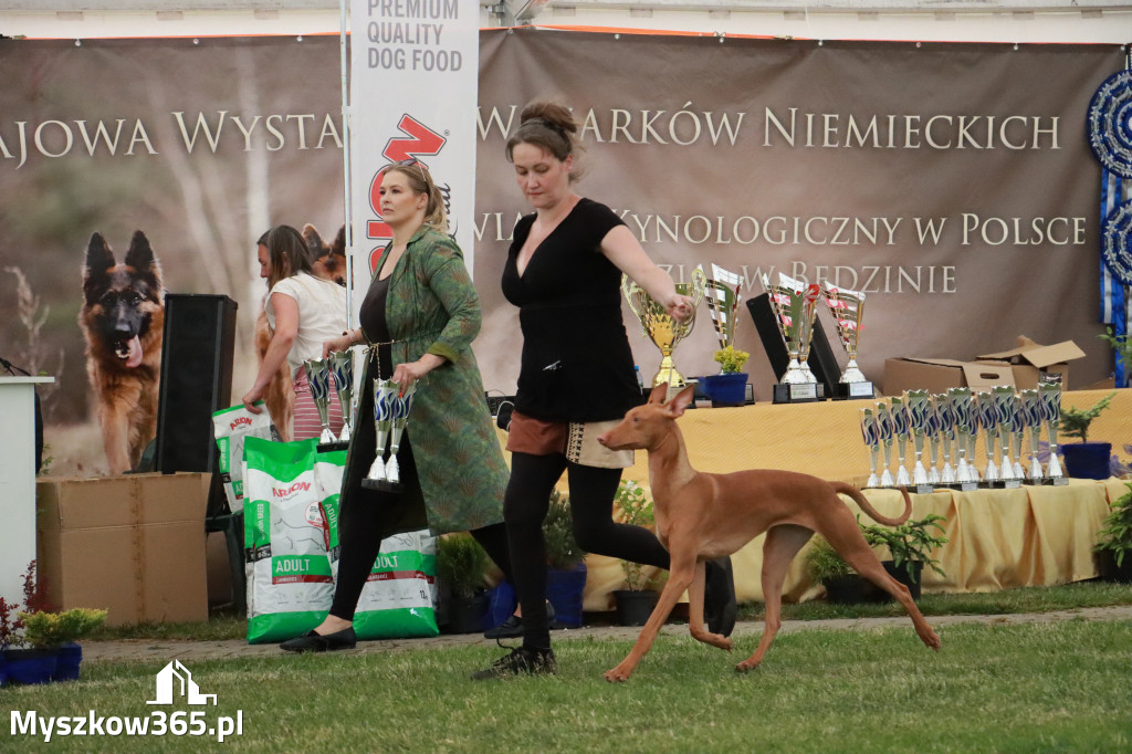 Fotorelacja - Wystawa Psów Rasowych GNIAZDÓW 2024r. SOBOTA II