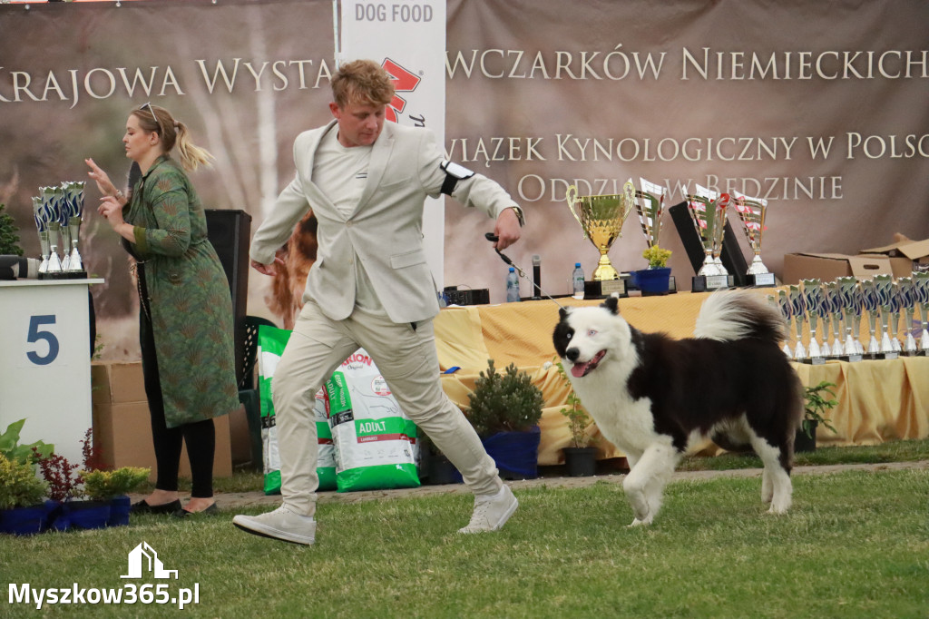 Fotorelacja - Wystawa Psów Rasowych GNIAZDÓW 2024r. SOBOTA II