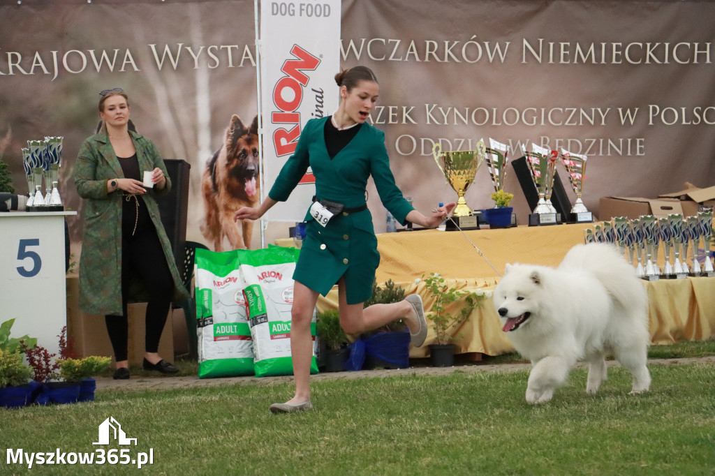 Fotorelacja - Wystawa Psów Rasowych GNIAZDÓW 2024r. SOBOTA II