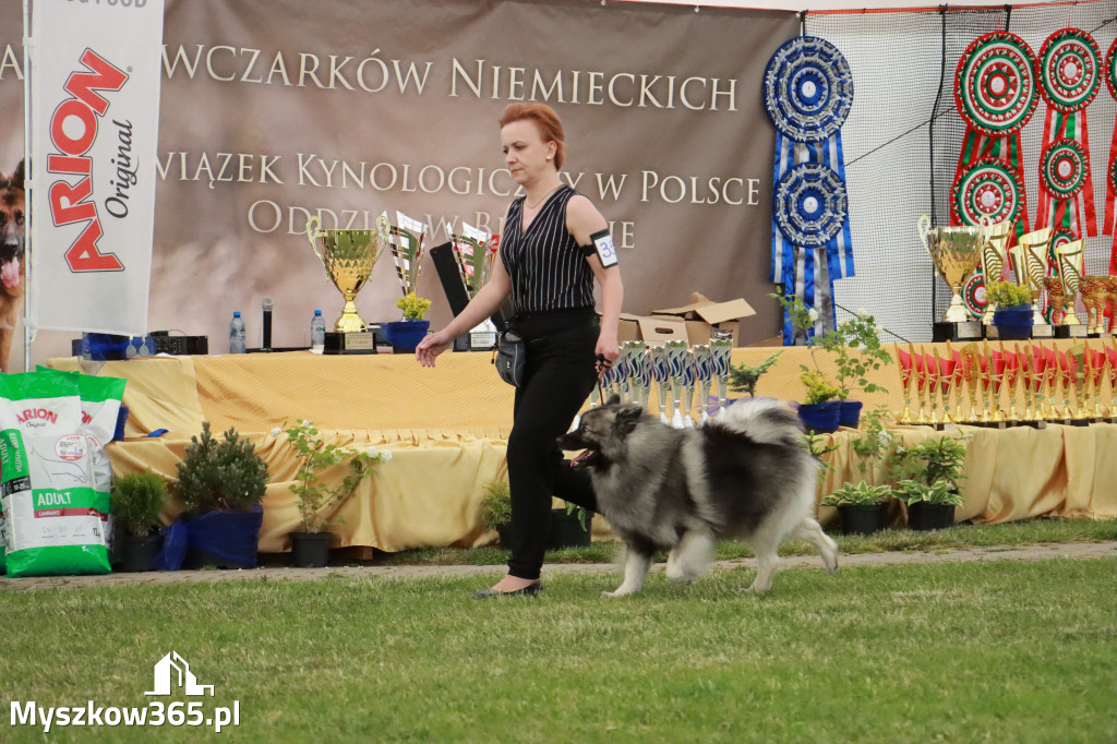 Fotorelacja - Wystawa Psów Rasowych GNIAZDÓW 2024r. SOBOTA II