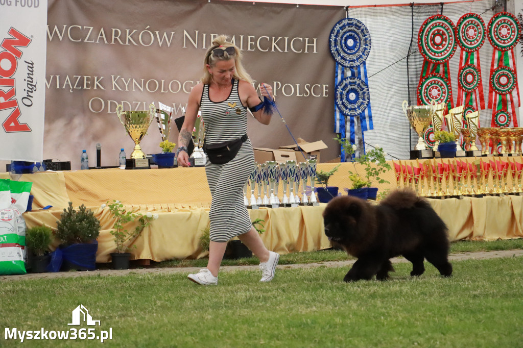 Fotorelacja - Wystawa Psów Rasowych GNIAZDÓW 2024r. SOBOTA II