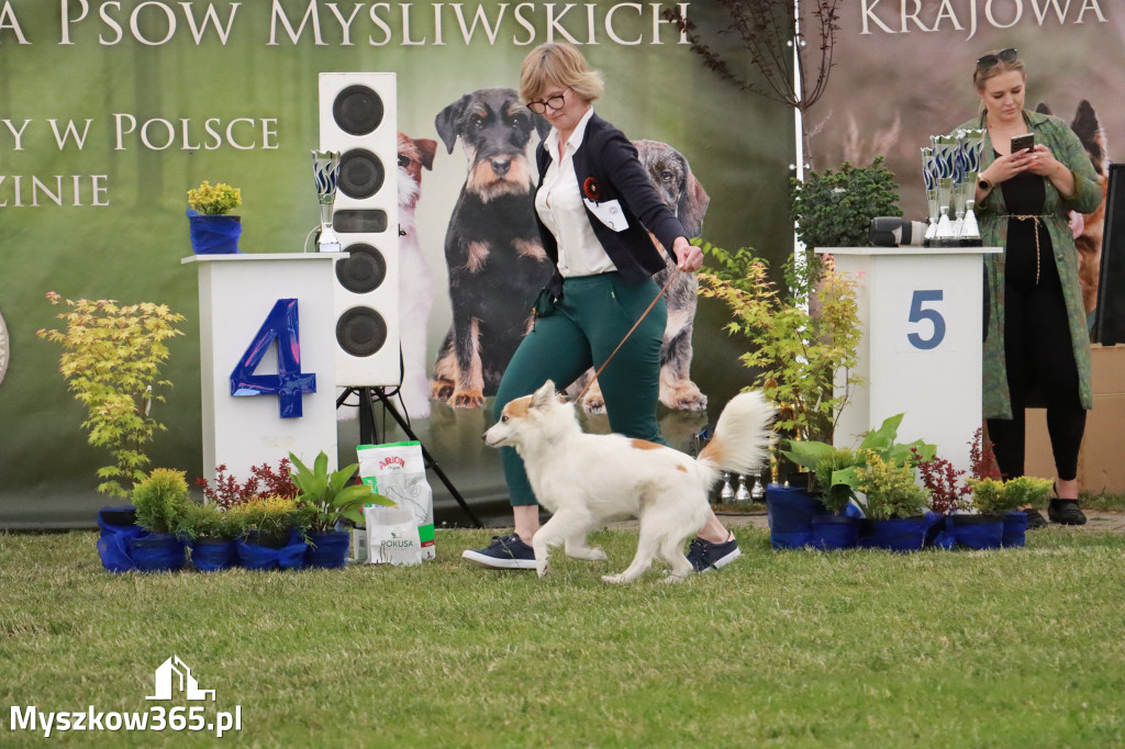 Fotorelacja - Wystawa Psów Rasowych GNIAZDÓW 2024r. SOBOTA II