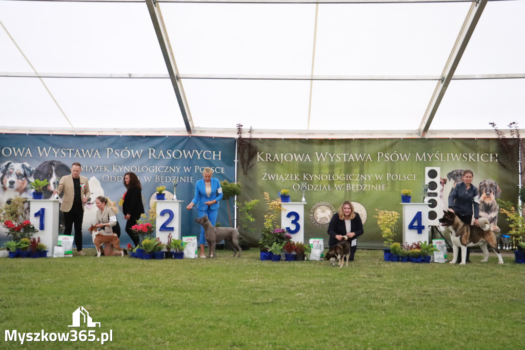 Fotorelacja - Wystawa Psów Rasowych GNIAZDÓW 2024r. SOBOTA II