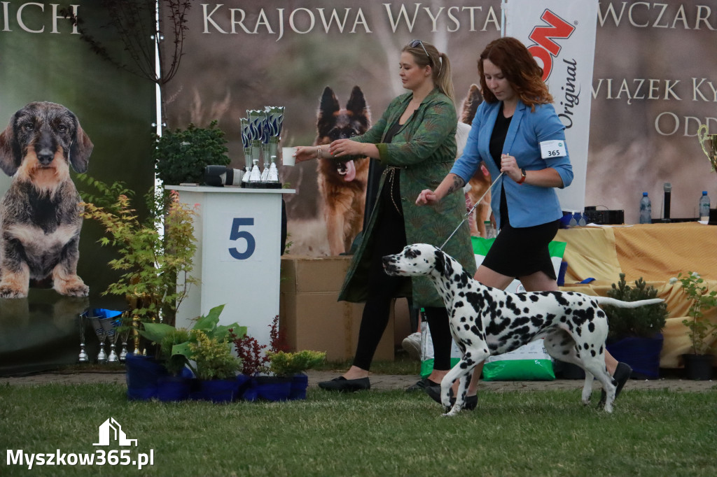 Fotorelacja - Wystawa Psów Rasowych GNIAZDÓW 2024r. SOBOTA II