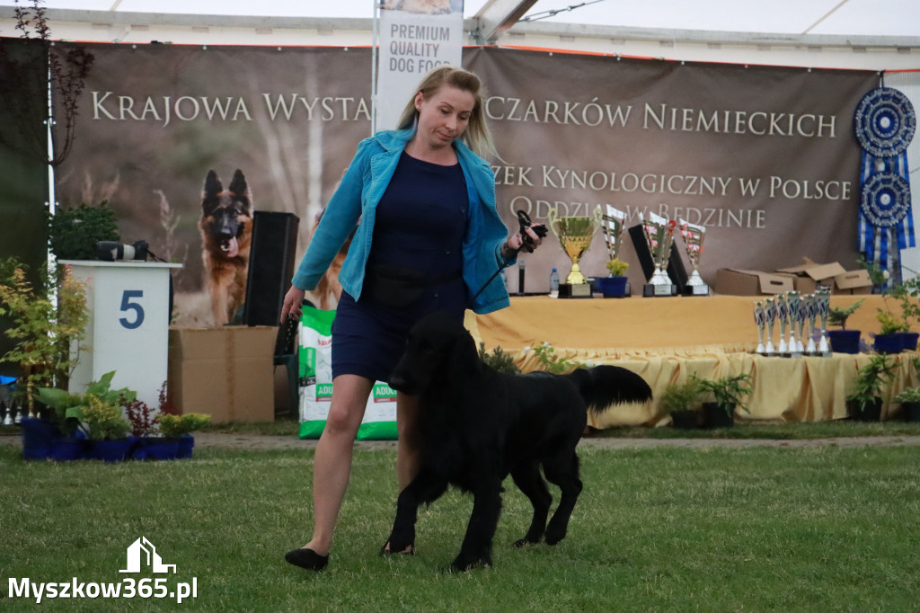 Fotorelacja - Wystawa Psów Rasowych GNIAZDÓW 2024r. SOBOTA II