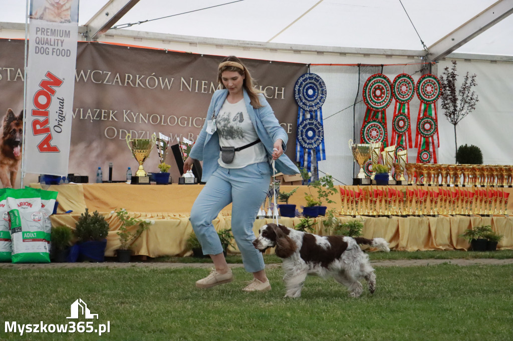 Fotorelacja - Wystawa Psów Rasowych GNIAZDÓW 2024r. SOBOTA II