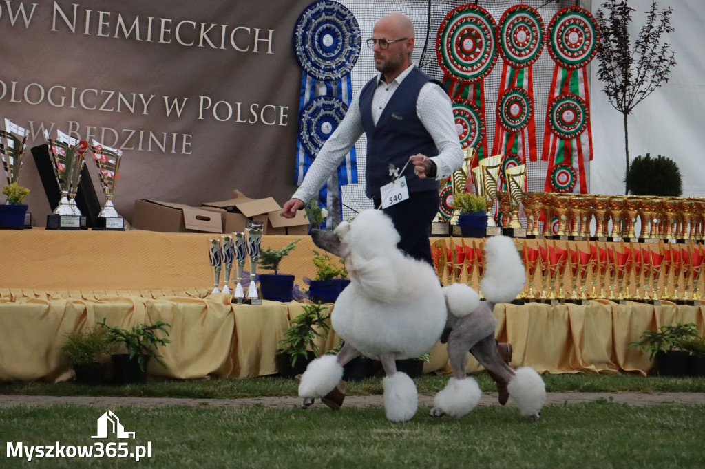 Fotorelacja - Wystawa Psów Rasowych GNIAZDÓW 2024r. SOBOTA II