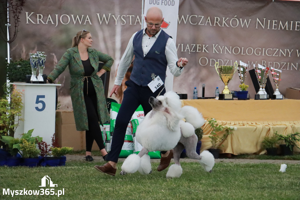 Fotorelacja - Wystawa Psów Rasowych GNIAZDÓW 2024r. SOBOTA II