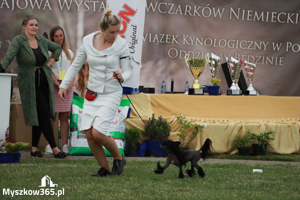 Fotorelacja - Wystawa Psów Rasowych GNIAZDÓW 2024r. SOBOTA II