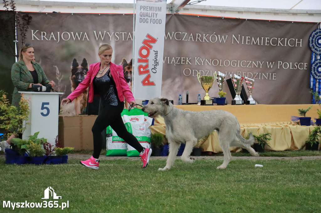 Fotorelacja - Wystawa Psów Rasowych GNIAZDÓW 2024r. SOBOTA II