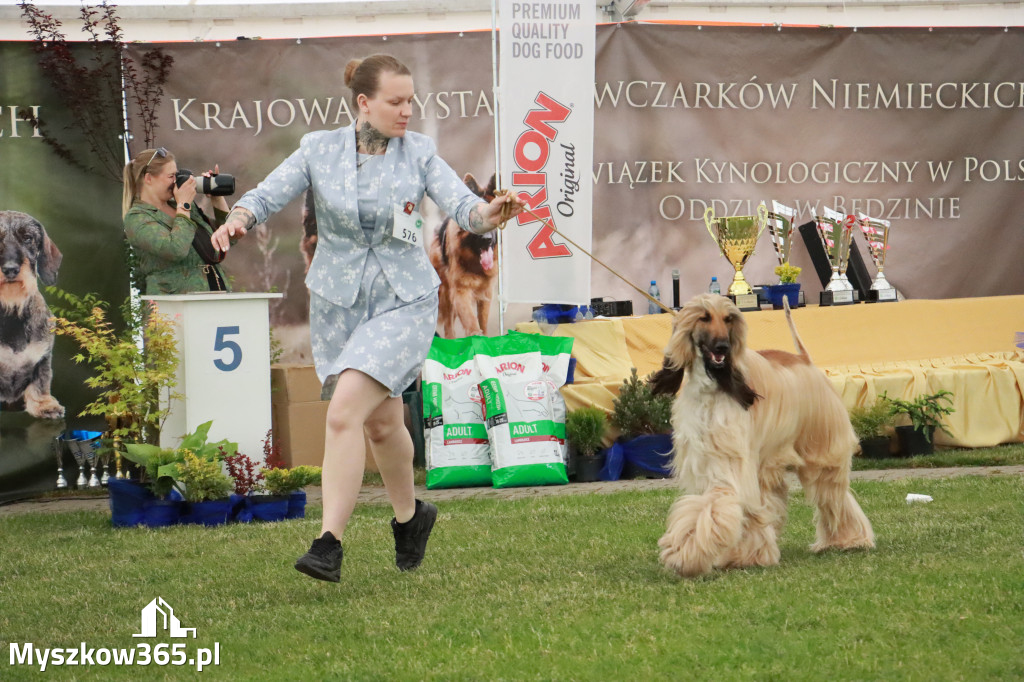 Fotorelacja - Wystawa Psów Rasowych GNIAZDÓW 2024r. SOBOTA II