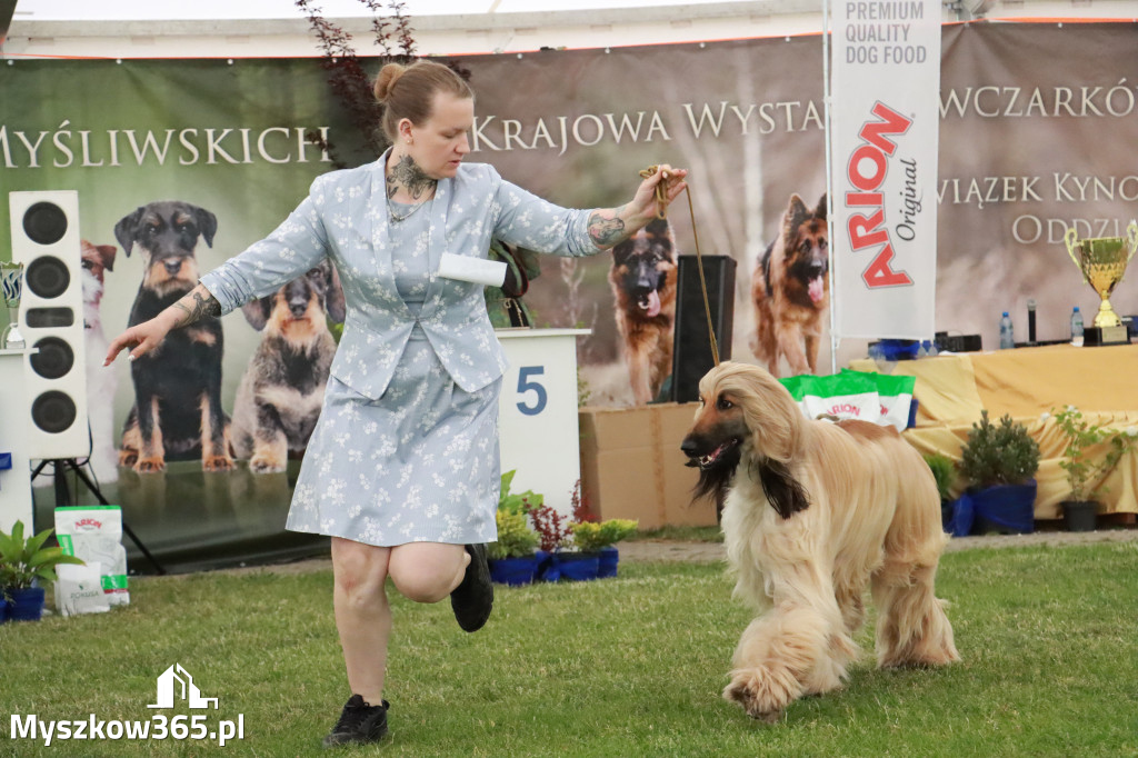 Fotorelacja - Wystawa Psów Rasowych GNIAZDÓW 2024r. SOBOTA II