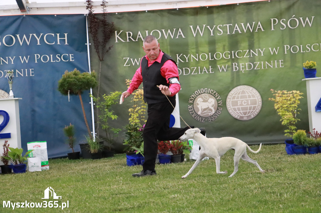 Fotorelacja - Wystawa Psów Rasowych GNIAZDÓW 2024r. SOBOTA II