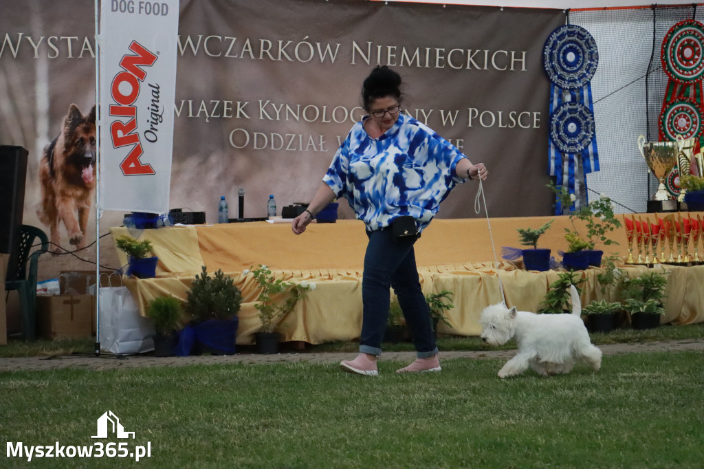 Fotorelacja - Wystawa Psów Rasowych GNIAZDÓW 2024r. SOBOTA II